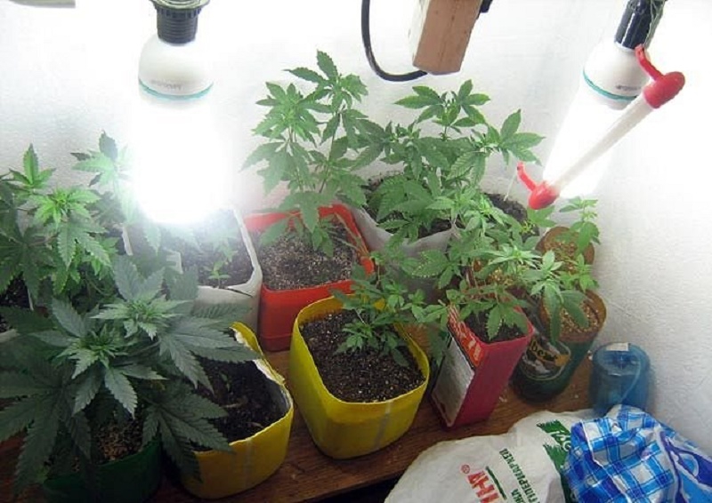 Простейший способ вырастить марихуану дома нидерланды кафе марихуана